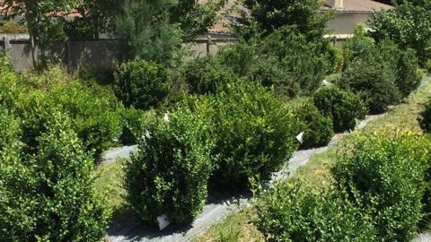 Astredhor Sud-Ouest (GIE Fleurs et Plantes) a installé au printemps 2019 pour 2 ans une parcelle d’essais où seront testés pendant 2 ans 20 taxons pour une conduite de type bordure. ©Léna Hespel